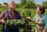 Свёкор засадил весь огород огурцами и мечтает так разбогатеть. Ещё и обижается на критику