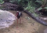фотоловушки заповедника "Калужские Засеки"