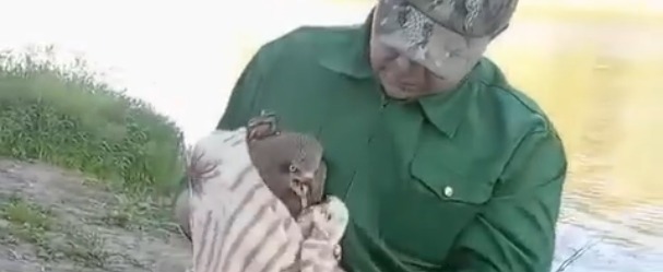  ГКУ КО 