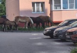 Калуга-поиск