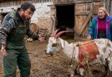 Узнал, что гадкие воры сделали с нашей козой, и пришел в шок