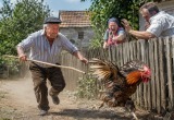 Папа завел себе на старости лет петуха, который терроризирует всю округу