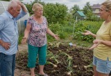 - Ванечка такое не любит, - дочь объяснила, почему она разрешает внуку вырывать с корнем лук у нас на даче