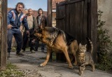Кот устроил нашему псу побег, чтобы тот охранял его от соседских оборванцев