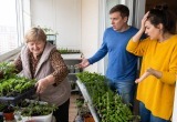 Тесть летом помог нам утеплить лоджию, а теперь тёща притащила туда рассаду. Своего балкона ей уже не хватает