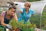 - Могла бы посадить помидоры покрупнее, и не в горшок, а в теплицу, - отчитала меня свекровь