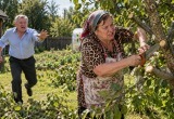 Слишком деятельная соседка испортила мои деревья на участке