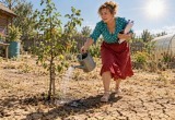 В лютую жару и беспощадную засуху крохотная яблонька выжила благодаря моей личной безалаберности и авралу на работе