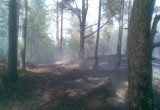 На территории лесничества под Калугой горели 7,5 га леса