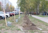 В калужском микрорайоне высадили 650 деревьев