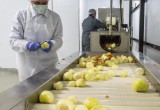 Аграриям Козельского района кризис нипочем: валовой сбор овощей вырос втрое!