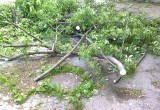 В центре города упало дерево