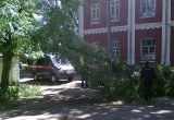 В центре города упало дерево