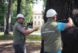 В Калуге определяют точный возраст дубов-долгожителей 