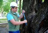 В Калуге определяют точный возраст дубов-долгожителей 