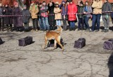 Калужские кинологи со служебными собаками посетили школу-интернат