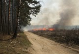 Крупный природный пожар чуть не спалил деревню в Калуге