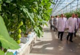 В Калужской области появится крупнейшее в мире тепличное хозяйство