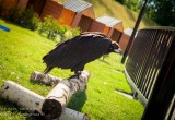 Новый зоопарк в Калуге ждет своих посетителей