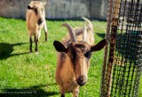 Новый зоопарк в Калуге ждет своих посетителей