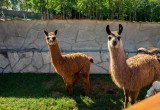 Новый зоопарк в Калуге ждет своих посетителей