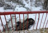 Два человека пострадали в иномарке, вылетевшей с моста