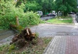 Ветер повалил деревья в Калуге