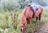 Прошёл военно-исторический фестиваль "Стояние на Угре" (фото)