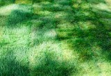 Калужские парки Юрского периода и газон в стиле пэчворк: как идет подготовка к Дню города