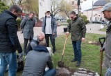 В калужском сквере высадили первые кедры