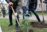 В калужском сквере высадили первые кедры