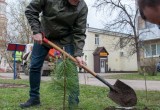 В калужском сквере высадили первые кедры