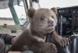 Калужскому медведю Мансуру готовят в подарок "аквапарк" (фото) 