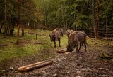 Зубрам нацпарка "Угра" устроили торжественный выпускной (видео)