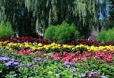 Калужан просят не уничтожать цветники