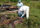 В Калужской области обнаружен седьмой очаг африканской чумы свиней