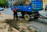 В Калуге на Театральной спилили деревья