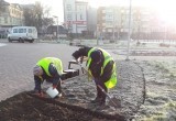 В калужских скверах и парках высадили тюльпаны к весне