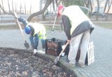 В калужских скверах и парках высадили тюльпаны к весне