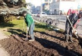 В калужских скверах и парках высадили тюльпаны к весне