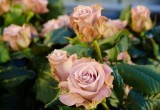 В теплицах Новосибирской области производят миллионы роз в год