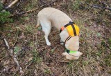 В калужском лесу собака Лана вывела поисковиков к "потеряшке"  