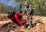 В 2021 году в Калужской области высадили 7,5 млн деревьев