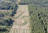 В Калужской области высадили 280 тысяч деревьев