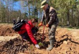 В Калужской области высадили 280 тысяч деревьев