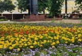 В Калуге высадили более 167 тысяч летних цветов
