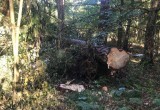 В калужском лесу погиб 51-летний мужчина