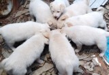 В Калуге 8 маленьких щенков ищут своего хозяина