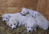В Калуге 8 маленьких щенков ищут своего хозяина