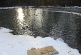 В Калуге более 100 уток остались на зимовку на Сероводородных озёрах